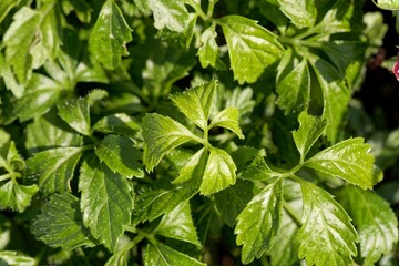 Leaves of a Jiaogulan plant, Gynostemma pentaphyllum