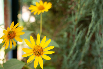 Beautiful flowers on green background yellow chamomile on green grass