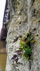 Obraz premium Plants on a stone trestle.