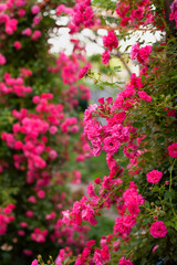 Fototapeta na wymiar Beautiful flowers pink roses on the sun