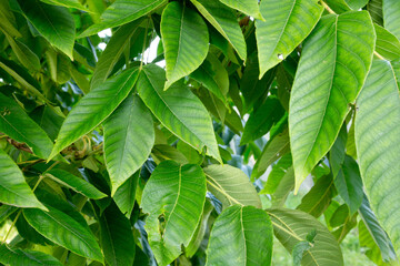 Big and green tropical tree leaves