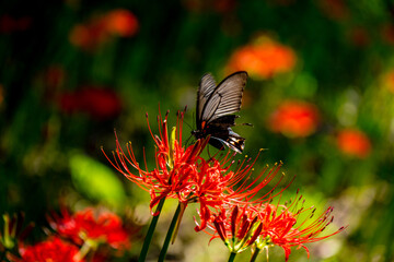彼岸花とクロアゲハ