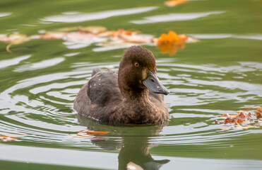 Tufted Duck