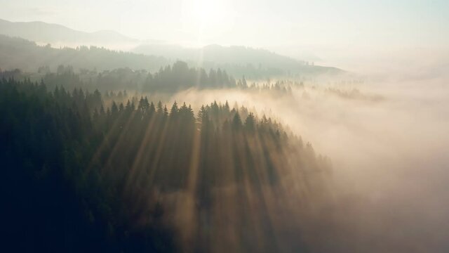 Mountains foggy sunset autumn morning forest mist rays sun