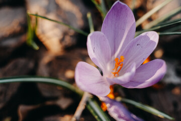 purple crocus flower