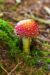 Fliegenpilz - Pilz - rot - giftig