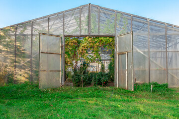 Fototapeta na wymiar Abandoned greenhouse with polyethylene film 