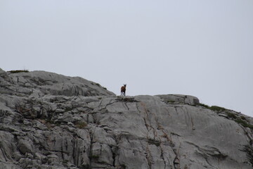 A chamois watches from the edge of the mountain