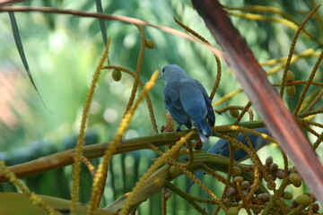 Blue Jay