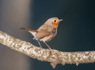 European Robin