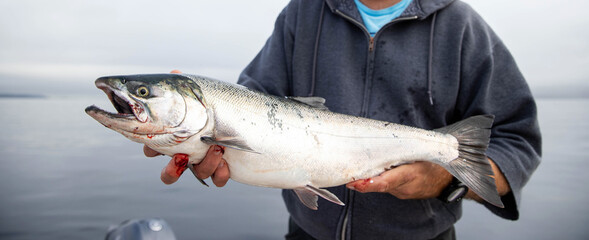 Man holds fresh caught wild Coho Salmon fish