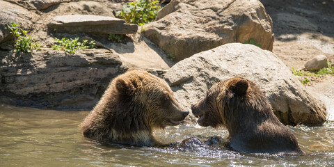 Two brown bears playing in water.