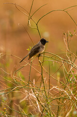 Common or Black-eyed Bulbul (Pycnonotus barbatus) resting on branch, Tsavo, Kenya