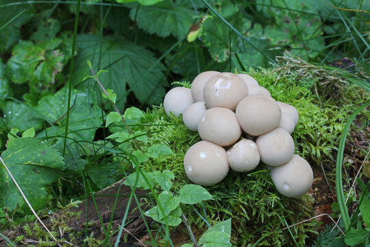 ovoli bianchi (Lycoperdon piriforme) su un ceppo