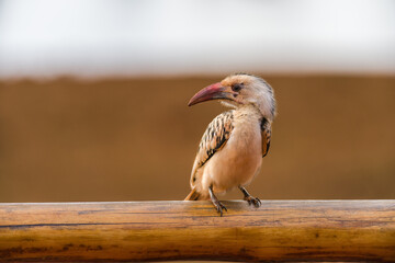 Male Jackson's hornbill (Tockus jacksoni) resting on a Candelabra tree (E. candelabrum), Tsavo, Kenya © James