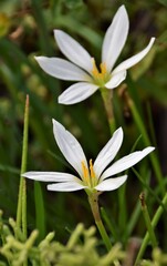 Obraz premium white flower in the garden