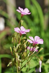 pink and white flower
