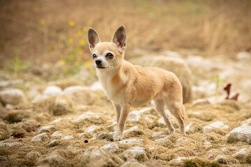 chihuahua in the herbs