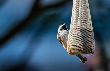 Chickadee bird eating seed from hanging food bag.  