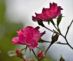 Fototapeta premium pink rose flower