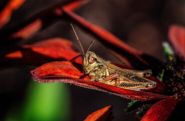 Grasshopper sitting on Rudbeckia flower.