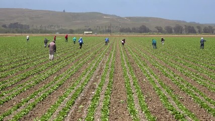 Migrant Mexican and hispanic farm workers labor in agricultural fields picking crops vegetables suggests immigration and hard work.