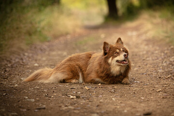 Lapponian herder lying