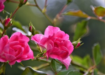 pink rose bush