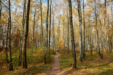 Birch forest in the morning in autumn.