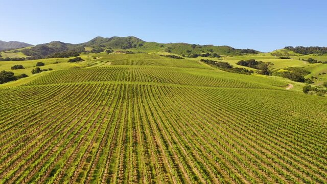 Good aerial over the wine growing region of Santa Ynez vineyards in Santa Barbara County, California.