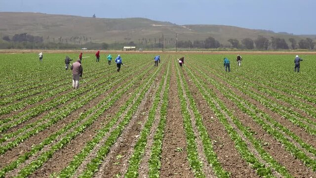 Migrant Mexican and hispanic farm workers labor in agricultural fields picking crops vegetables suggests immigration and hard work.