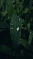 gota