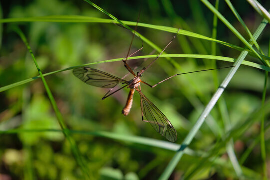 Tipula oleracea mosquito or daddy-long-legs on grass with green background.