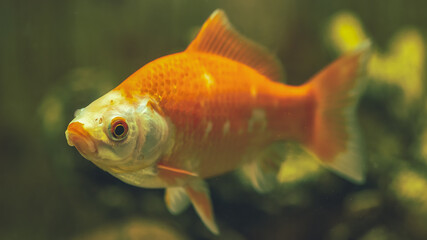Naklejka premium Aquarium fish Comet close-up. Selective focus.