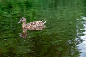 A lone duck swims in a pond