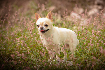 chihuahua in the herbs