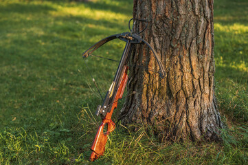 A loaded crossbow stands at the tree trunk.