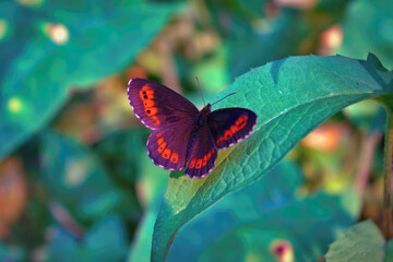 Northern Brown Argus butterfly, Latin name Plebeius artaxerxes on a green leaf.