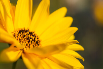 Yellow Jerusalem artichoke flowers on a blurred background. Beautiful summer background. Sunny bright flower in soft focus. Plant of youth. The horizontal composition.