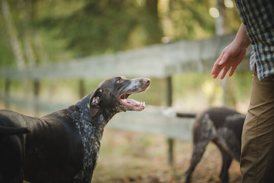 German pointer portrait on a sunnyy weather 