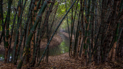 forest in the morning