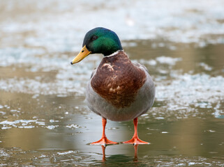 Male Mallard Duck