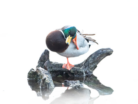 Male Mallard Duck