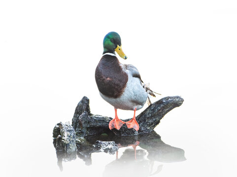 Male Mallard Duck