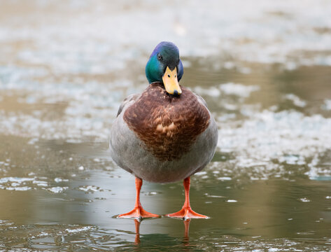 Male Mallard Duck