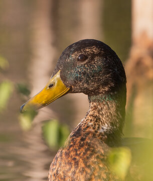 Male Mallard Duck