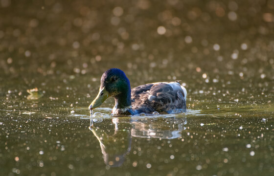 Male Mallard Duck
