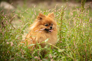 pomeranian dog in the herbs