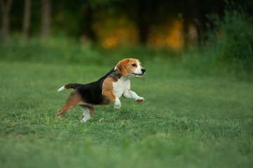 dog in nature, in the park. Beagle puppy runs and plays. Pet outside 