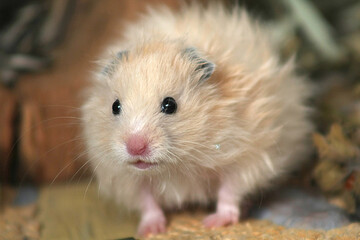 portrait of a beige syrian hamster who is looking for someone
